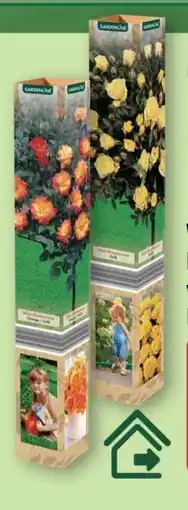 Aldi Nord Gardenline Mini-Stammrose Angebot