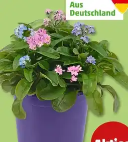 PENNY Trio-Vergissmeinnicht Angebot