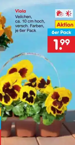 Netto Marken-Discount Veilchen Viola Angebot