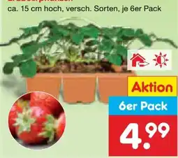 Netto Marken-Discount Erdbeeren-Pflanzen Angebot