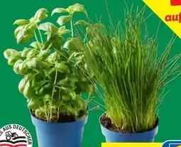 Lidl Bio Topfkräuter Angebot