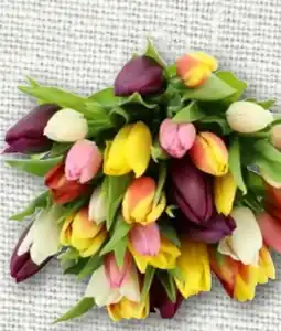 nahkauf Tulpenbund Kunterbunt Angebot