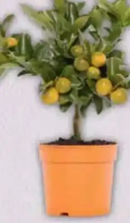 E-Center Citrus Mix Stämmchen Angebot