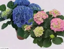 E-Center Hortensien Angebot