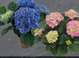 Edeka Hortensie Angebot
