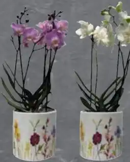 Edeka Orchideen Phalaenopsis Angebot