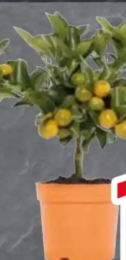 Edeka Citrus Mix Stämmchen Angebot