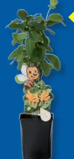 Lidl Bienenfreundliche Kletterpflanze Angebot