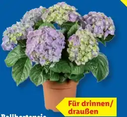 Lidl Ballhortensie Angebot