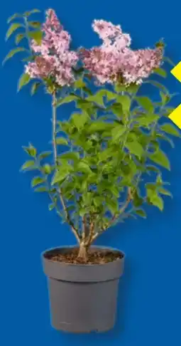 Lidl Flieder Angebot
