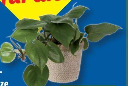 Grnpflanze im Topf 1 stk Angebot bei Lidl