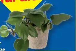 Lidl Grünpflanze im Topf Angebot