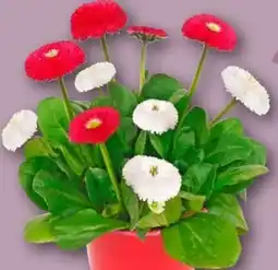 REWE Center Gänseblümchen Duo Angebot