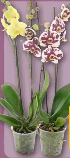 REWE Center Schmetterlings-Orchidee Angebot