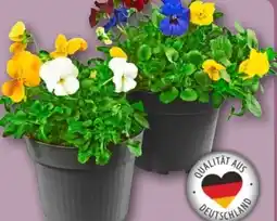 REWE Center Hornveilchen Trios Angebot