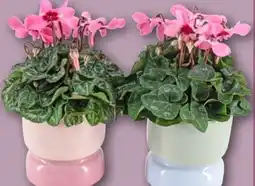 REWE Center Alpenveilchen Djix Angebot