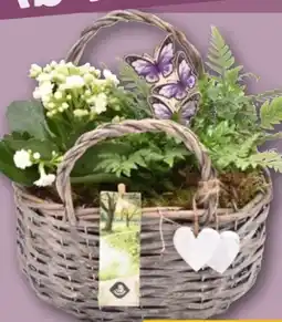 REWE Center Weidentasche Herzenskraft Angebot