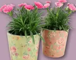 REWE Center Nelke I Love You Angebot