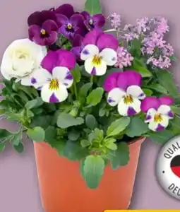 REWE Center Frühjahrsmix Crazzi Cube Angebot