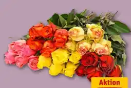 REWE Center Premium Rose Angebot