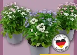 REWE Center Duo-Vergissmeinnicht Angebot