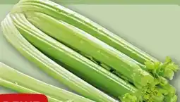 REWE Rewe Beste Wahl Staudensellerie Angebot