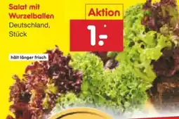 Netto Marken-Discount Salate mit Wurzelballen Angebot