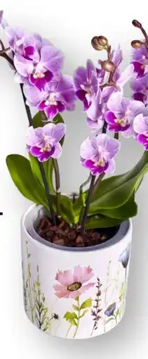 Edeka Schmetterlingsorchidee im Keramik Angebot
