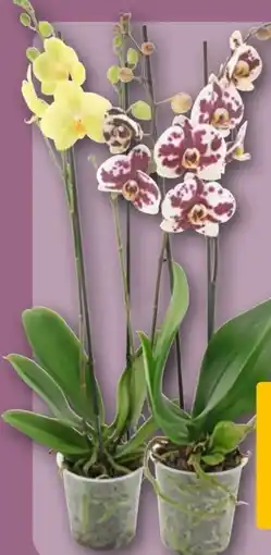 REWE Schmetterlingsorchidee Angebot