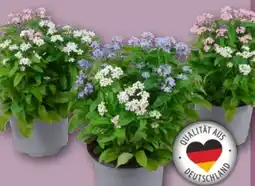 REWE Duo-Vergissmeinnicht Angebot