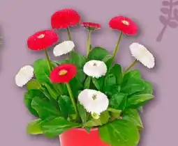 REWE Gänseblümchen Duo Angebot