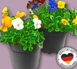 REWE Hornveilchen Trios Angebot