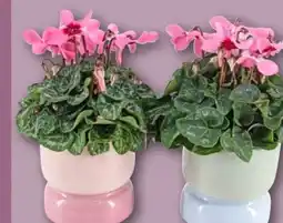 REWE Alpenveilchen-Duo Angebot