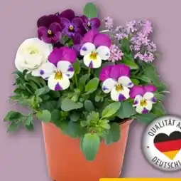 REWE Frühjahrsmix Crazzi Cube Angebot