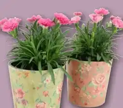 REWE Nelken Dianthus Early Love Angebot