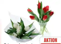 Edeka Vierländer Tulpen Angebot