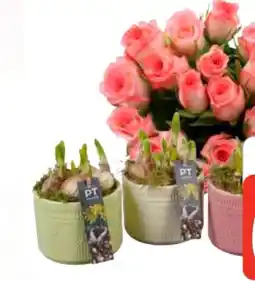 Edeka Blumenzwiebeln Angebot