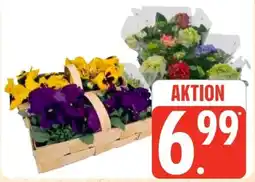 Edeka Hornveilchen Angebot