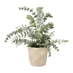 Mömax Kunstpflanze Eucalypthus Angebot