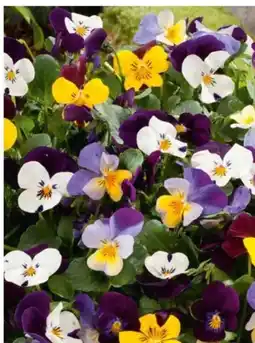 OBI Hornveilchen Angebot