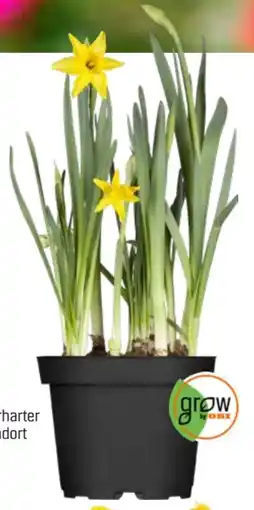 OBI Grow By Obi Narzisse Tête À Angebot