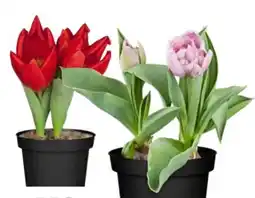 OBI Tulpen Mix Angebot