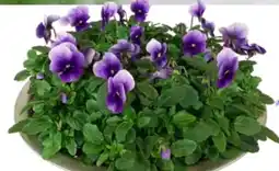 OBI Hornveilchen In Zinkschale Angebot