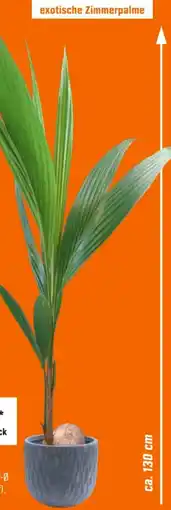 OBI Kokospalme Angebot