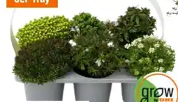 OBI Grow By Obi Stauden-Mix Angebot