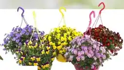 OBI Hornveilchen-Ampeln Angebot