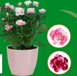 OBI Rosen Sonderfarben-Mix Angebot