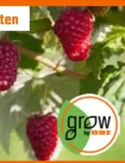OBI Grow By Obi Himbeerpflanzen Angebot