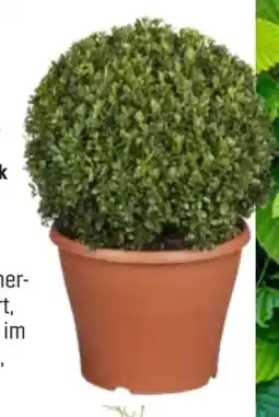 OBI Buchsbaumkugel Angebot