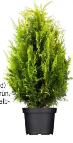 OBI Lebensbaum Angebot